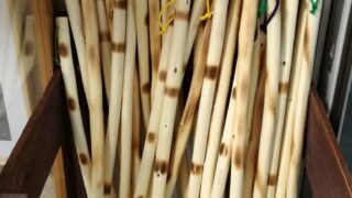 【多可町】軽くて丈夫な杉原紙の原料コウゾの杖