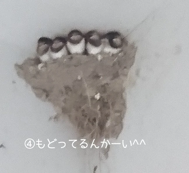 1ヶ月程度の滞在ですがヒナの成長に一喜一憂