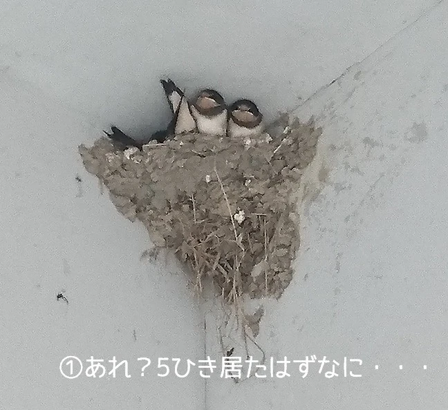 1ヶ月程度の滞在ですがヒナの成長に一喜一憂