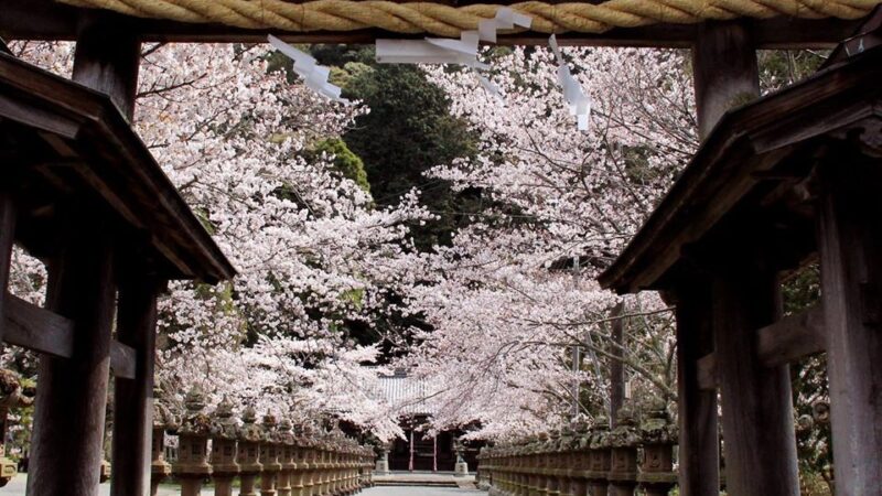 【多可町】大歳金刀比羅神社の桜が満開｜中区鍛冶屋
