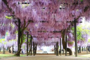 【朝来市】白井大町藤公園　藤まつり中止。公園内へも立入禁止