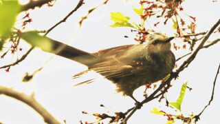 【市川町】文化センター周辺の野鳥たち｜市川町観光協会