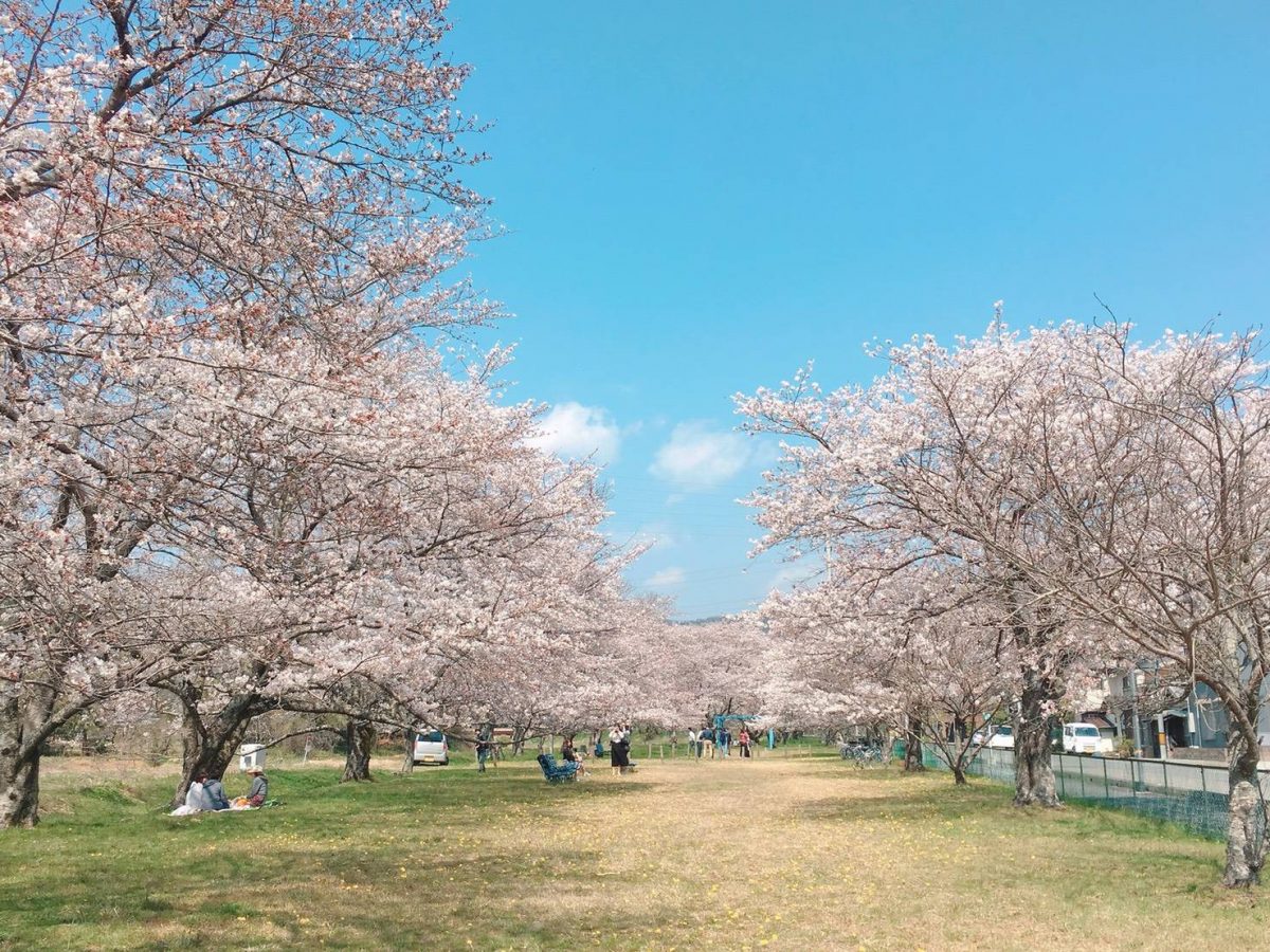【福崎町】桜児童ふれあい広場のサクラが見ごろ