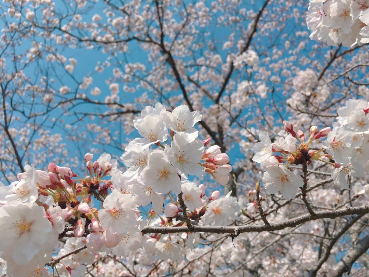 【福崎町】桜児童ふれあい広場のサクラが見ごろ