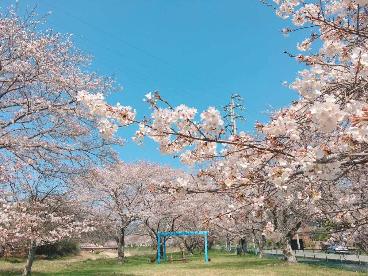 【福崎町】桜児童ふれあい広場のサクラが見ごろ