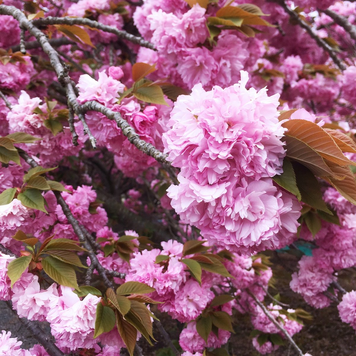 神河町 十重に二十重に 牡丹桜 八重桜 が満開 加納 いいものタウン 兵庫県まんなかエリアのトレンドニュース