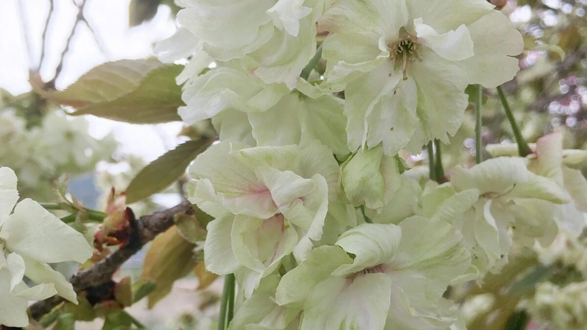 神河町 十重に二十重に 意外に知られていない牡丹桜 八重桜 の名所 加納 いいものタウン 兵庫県まんなかエリアのトレンドニュース