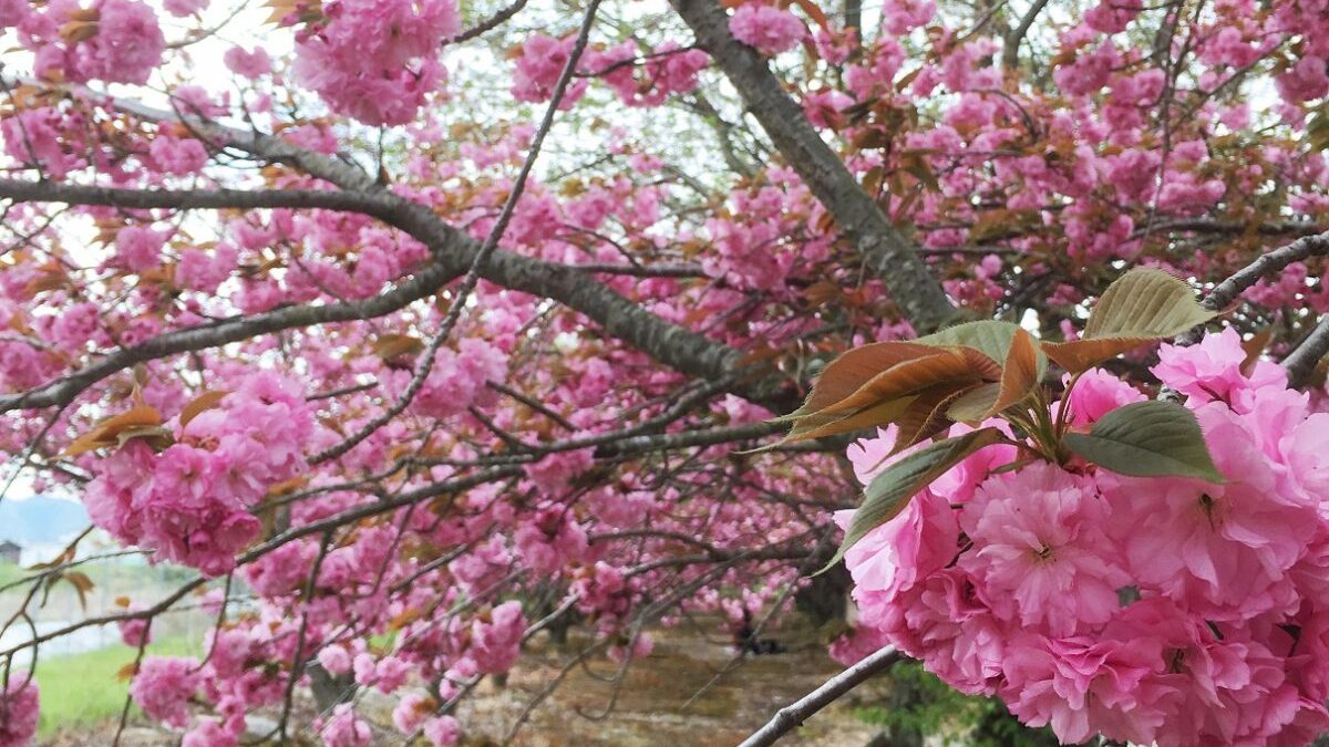 【神河町】十重に二十重に、牡丹桜（ボタンザクラ）が満開｜加納