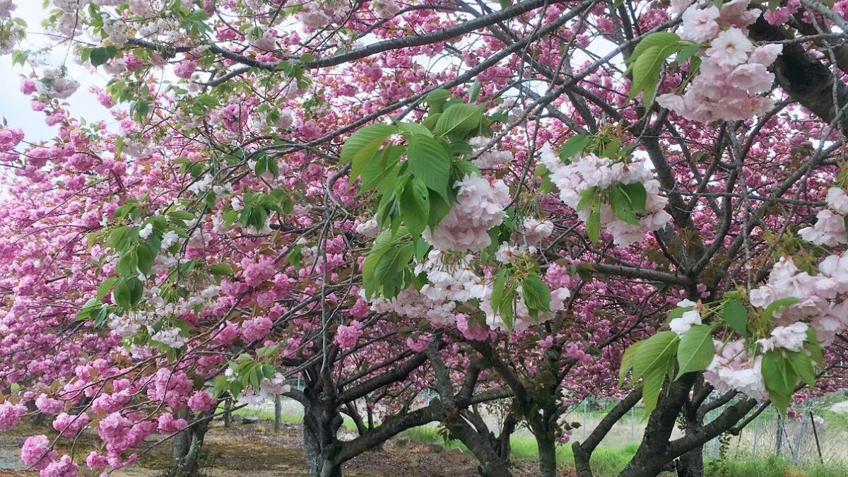 【神河町】十重に二十重に、牡丹桜（ボタンザクラ）が満開｜加納