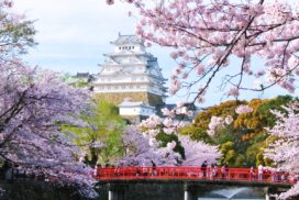 姫路城の桜が開花、1週間から10日程度で満開予想「日本の桜の名所 100選」