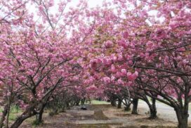 【神河町】十重に二十重に、意外に知られていない牡丹桜（八重桜）の名所｜加納