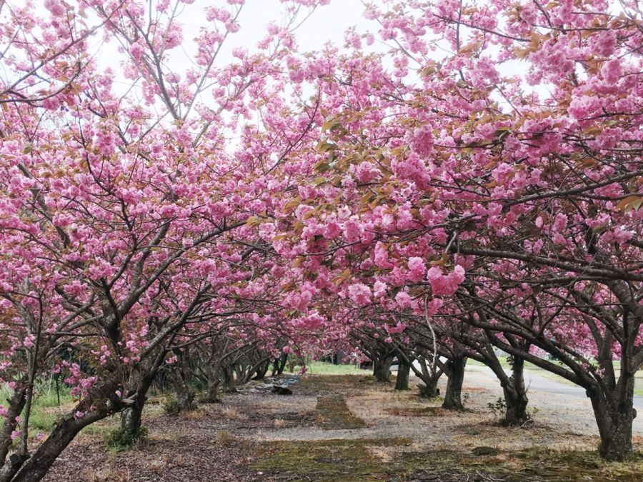 神河町 十重に二十重に 牡丹桜 八重桜 が満開 加納 いいものタウン 兵庫県神崎郡と近郊のトレンド