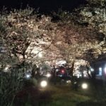春の夜を彩る桜の輝き。夢公園の桜が3月28日からライトアップ│宍粟市
