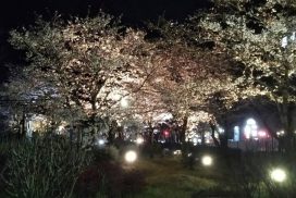 春の夜を彩る桜の輝き。夢公園の桜が3月28日からライトアップ│宍粟市