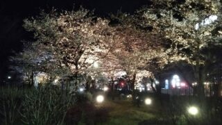 【宍粟市】夢公園の桜をライトアップ 4月13日まで