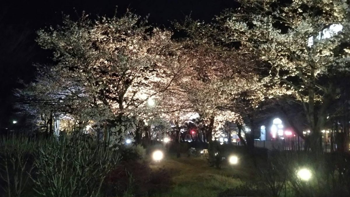 春の夜を彩る桜の輝き。夢公園の桜が3月28日からライトアップ│宍粟市