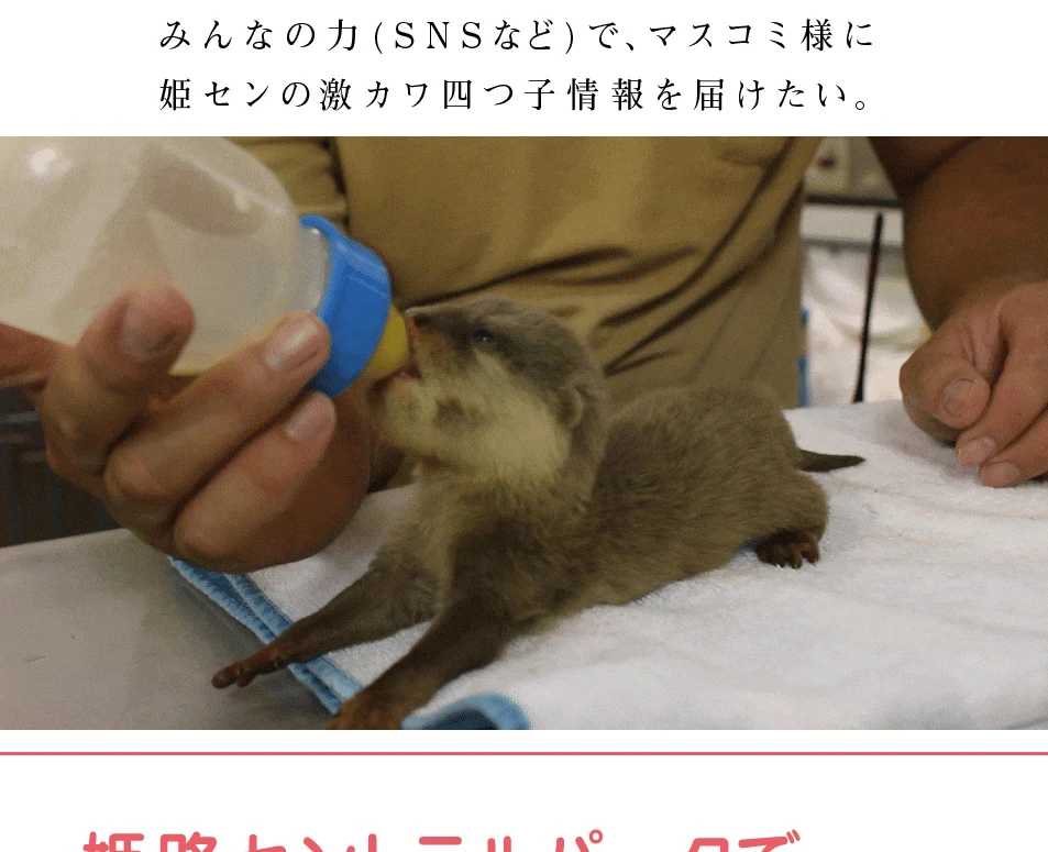 【姫路市】姫路セントラルパーク｜コツメカワウソの赤ちゃんのかわいさを届けたい