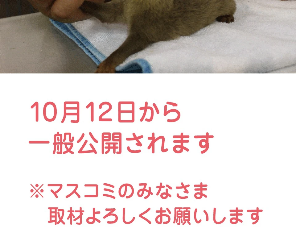 【姫路市】姫路セントラルパーク｜コツメカワウソの赤ちゃんのかわいさを届けたい