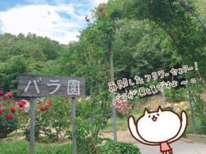 【ねこレポ】通常開園直前！加西市フラワーセンターに行ってきた