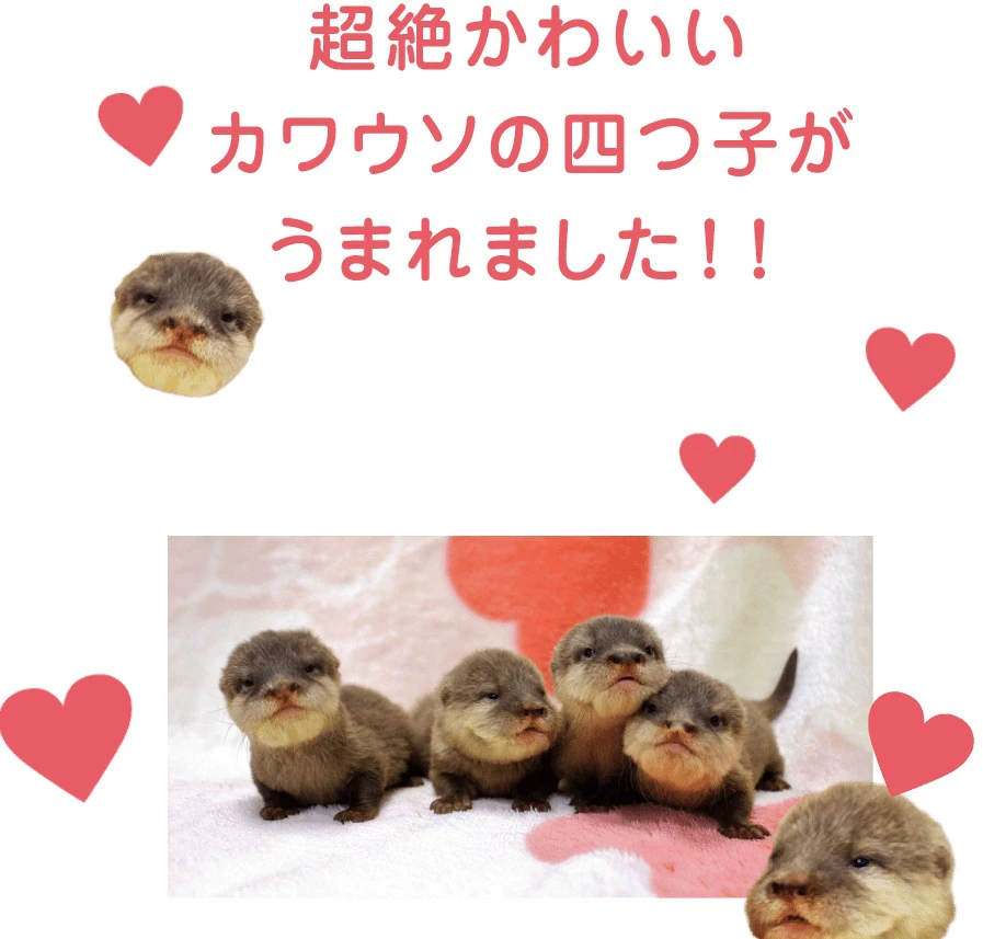 【姫路市】姫路セントラルパーク｜コツメカワウソの赤ちゃんのかわいさを届けたい