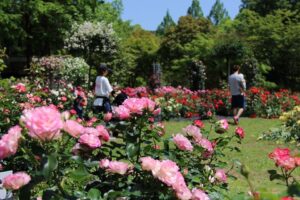 多可町余暇村公園｜バラ園が見ごろ