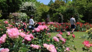 多可町余暇村公園｜バラ園が見ごろ