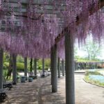 【加西市】藤の花が見ごろに。臨時休園中のフラワーセンター