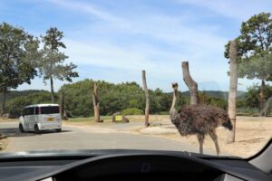 【姫路市】サファリパーク内のドライブスルーサファリの営業再開｜姫路セントラルパーク