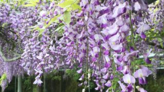 【神河町】藤の香りと水の流れる音と。山間のカーブで藤の花が見ごろ｜大河