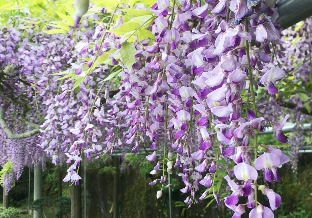 【神河町】藤の香りと水の流れる音と。山間のカーブで藤の花が見ごろ|大河