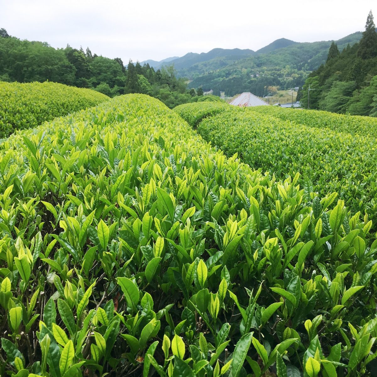 【神河町】仙霊茶の茶園と吉冨製茶工場｜アポ無しいきなり凸シリーズ