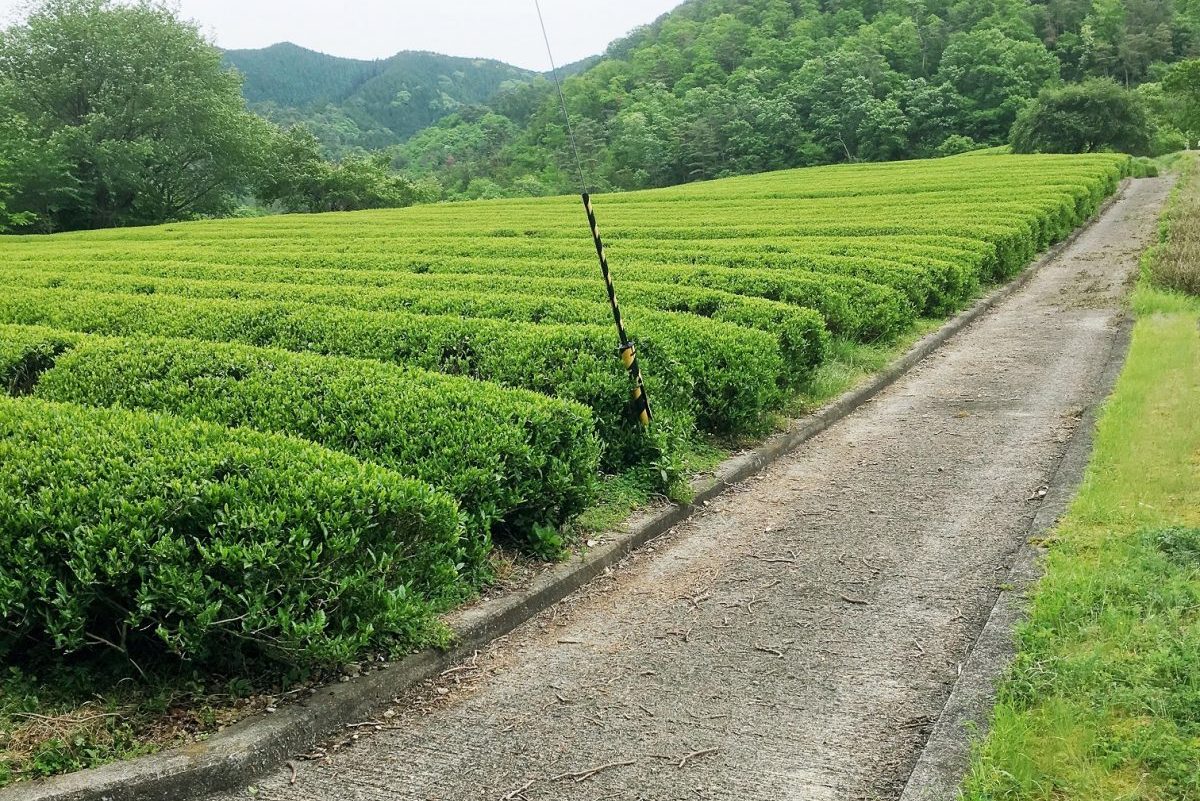 【神河町】仙霊茶の茶畑と吉冨製茶工場｜アポ無しいきなり凸シリーズ