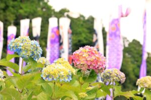 【朝来市】よふど温泉｜あじさいが色づき始め