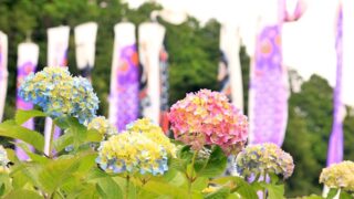 【朝来市】よふど温泉｜あじさいが色づき始め
