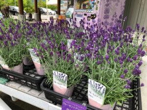 【多可町】ラベンダー苗販売中｜ラベンダーパーク多可