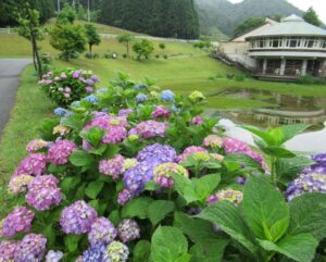 【神河町】猪篠区内で見れる約8000株の紫陽花がまもなく見頃