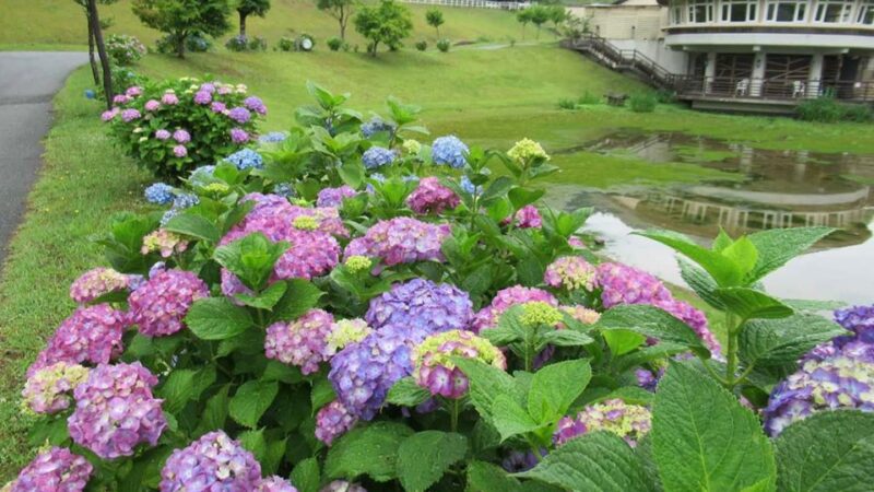 【神河町】猪篠区内で見れる約8000株の紫陽花がまもなく見頃
