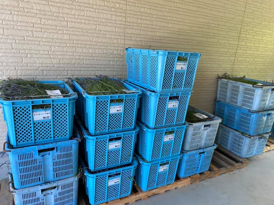 多可町 ラベンダーの抽出が始まりました ラベンダーパーク多可 いいものタウン 兵庫県神崎郡と近郊のトレンド