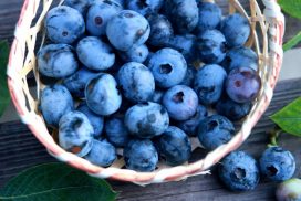 大学生が道の駅で新商品開発などに挑戦。地域の未来を拓く／宍粟市