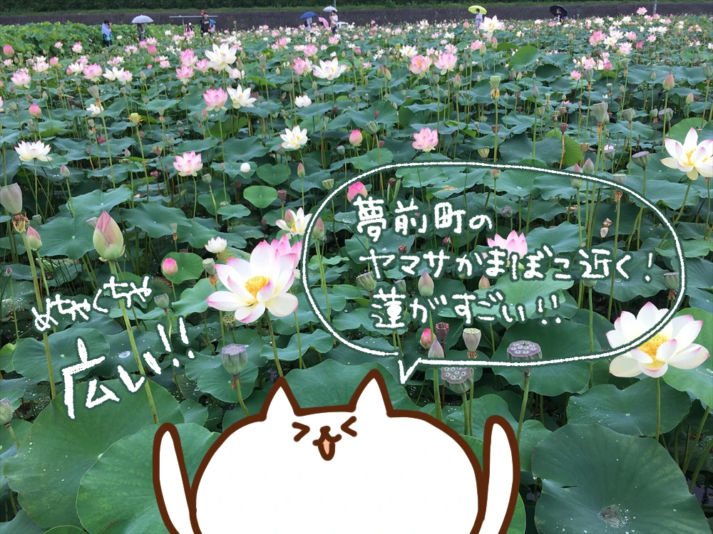 【姫路市】蓮の花苑｜ヤマサ蒲鉾株式会社｜12000平方メートルの蓮池