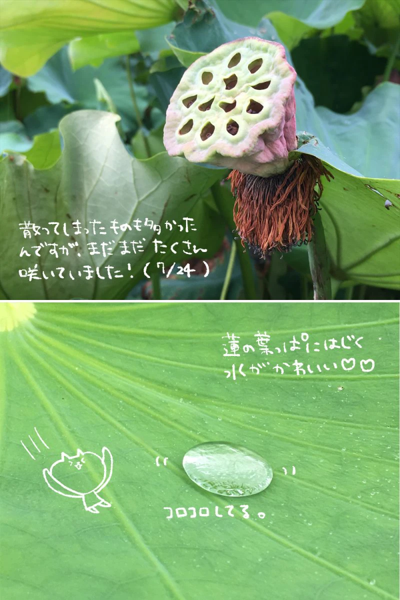 【姫路市】蓮の花苑｜ヤマサ蒲鉾株式会社｜12000平方メートルの蓮池