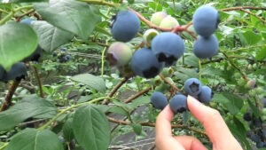 アンドセンスファーム