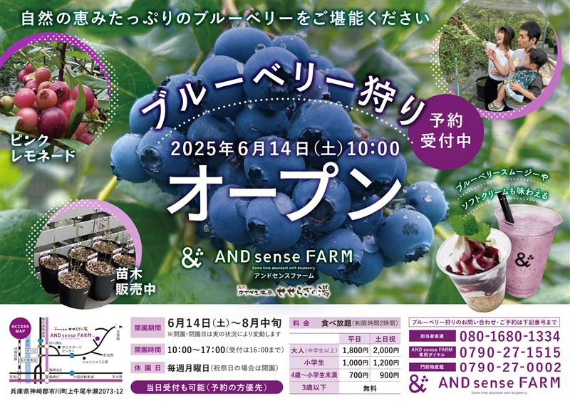 ブルーベリー狩り体験