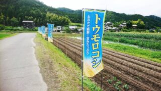 【市川町】めざせ500ｇオーバー！トウモロコシの直売開始｜かまださん家のぶどう園