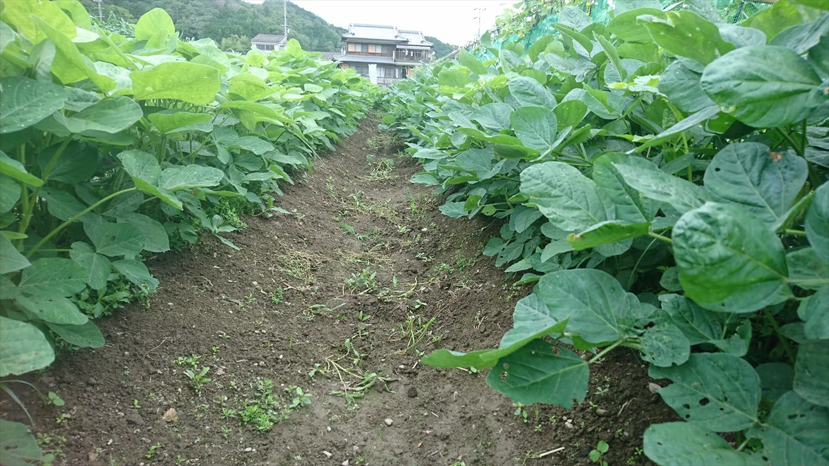 【市川町】めざせ500ｇオーバー！トウモロコシの直売開始｜かまださん家のぶどう園