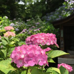 京都府福知山市（関西花の寺第一番 観音寺※あじさい寺）