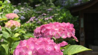 京都府福知山市（関西花の寺第一番 観音寺※あじさい寺）