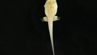 【スマスイ】「美白なオタマジャクシ」を展示｜神戸市立須磨海浜水族園