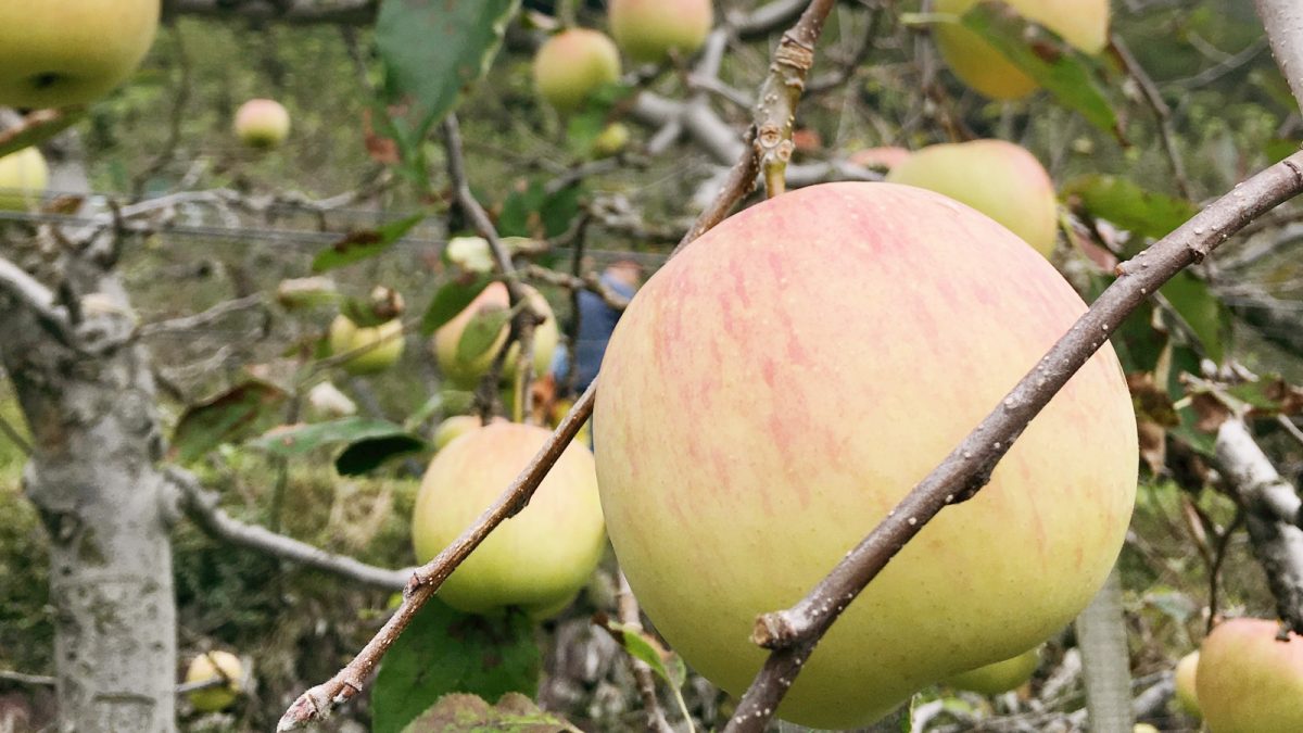 【宍粟市】原観光りんご園オープン 2020｜16品種、約1100本のリンゴがつぎつぎ実る