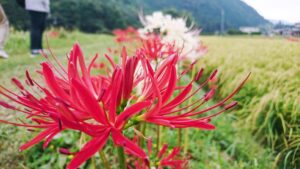 【多可町】初秋の風物詩、曼珠沙華（彼岸花）｜中区間子